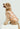 Belle Soirée Poppy Pet Vest (Small to Medium Breed Cat / Dog)