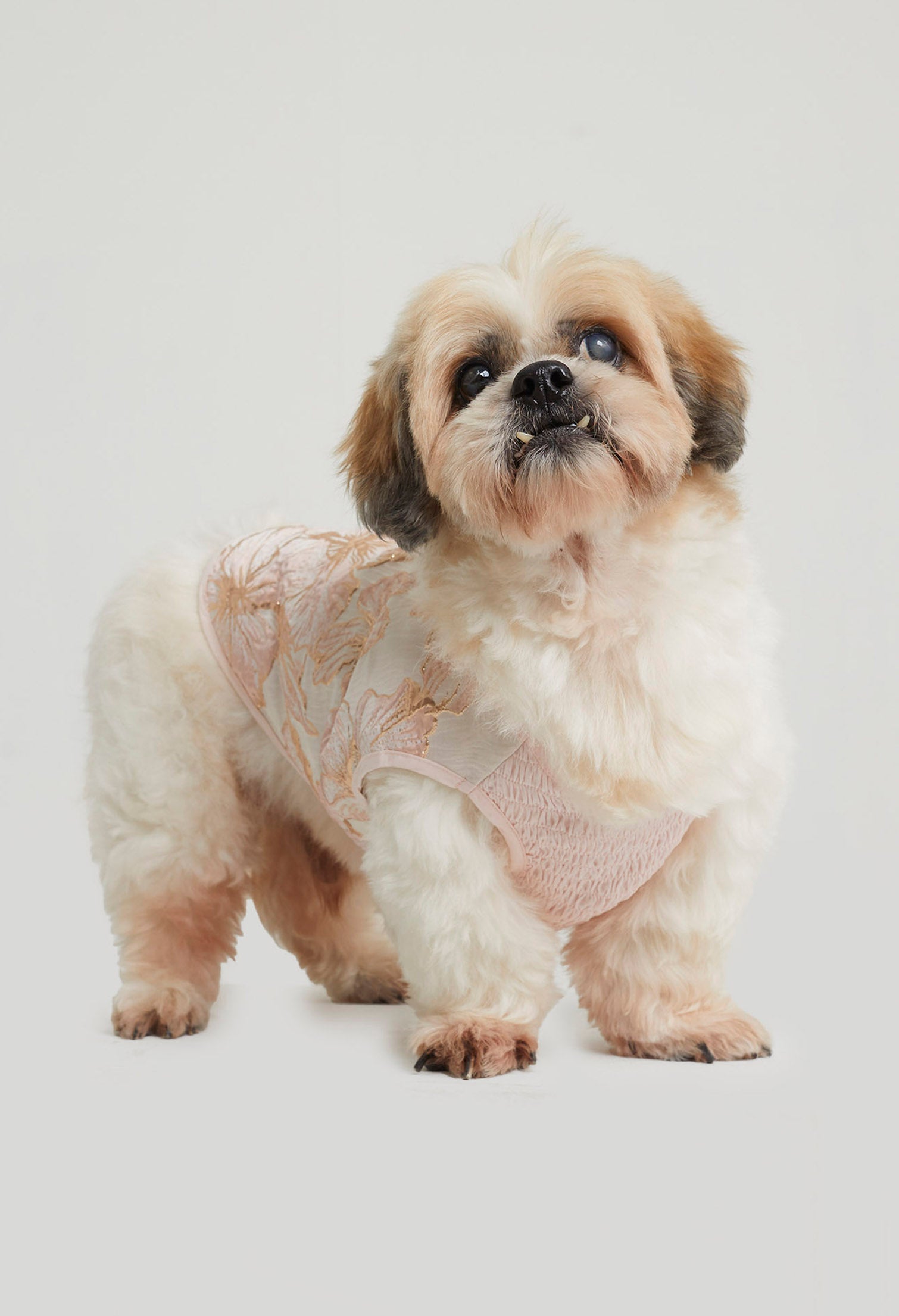 Belle Soirée Poppy Pet Dress